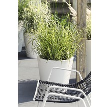 Dekorative Gartenlandschaft mit Ziergräsern in Pflanzgefäßen und Gartenmöbeln für eine stilvolle Gartengestaltung.