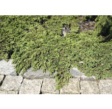 Bodendecker-Wacholder im Gartenbeet mit Steinbegrenzung