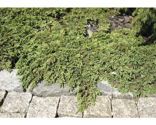 Bodendecker-Wacholder im Gartenbeet mit Steinbegrenzung