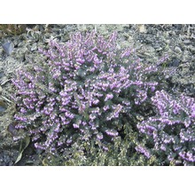 Blühende Besenheide im Garten