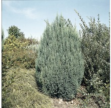 Wacholderpflanze im Garten