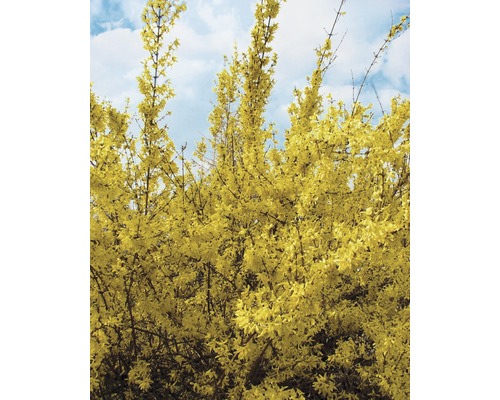 Forsythie mit gelben Blüten vor blauem Himmel