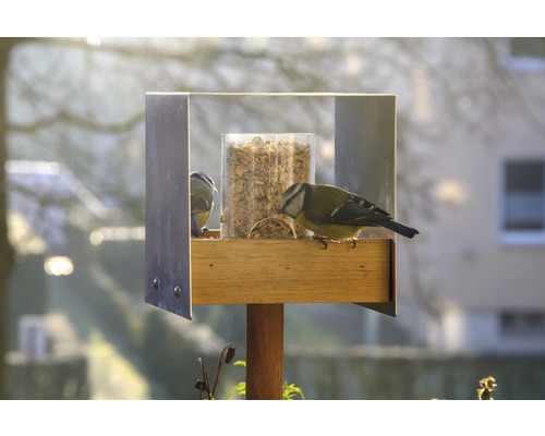Vogelfutterhaus mit zwei Blaumeisen