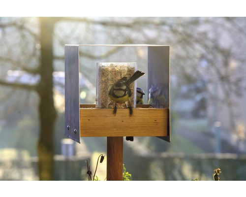 Vogelhäuschen mit Blaumeise und Futter