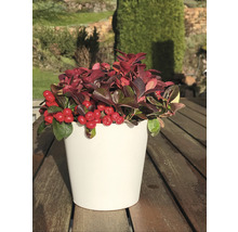 Skimmie im Topf auf einem Gartentisch