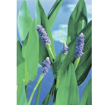 Hechtkraut mit grünen Blättern und lila Blüten für Gartenteiche