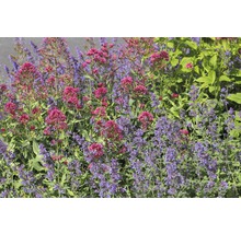 Nahaufnahme von roten und lila blühenden Gartenpflanzen