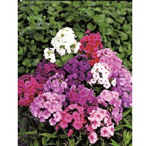 Phlox-Pflanze mit Blüten in verschiedenen Farben