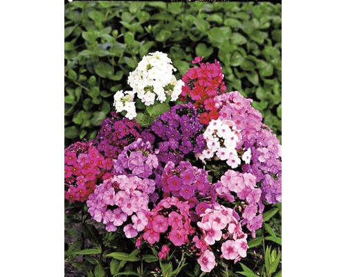 Phlox-Pflanze mit Blüten in verschiedenen Farben
