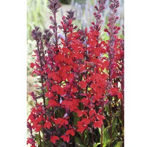 Aufrechte Lobelie mit roten Blüten