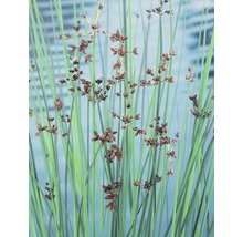 Büschel von grasartigen Pflanzen mit braunen Blüten