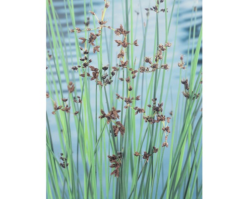 Teich-Binse FloraSelf Scirpus lacustris H 10-120 cm Co 0,6 L