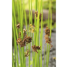 Detailaufnahme von Juncus inflexus, auch bekannt als Blaustieliger Abies.