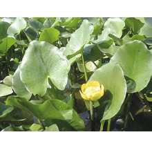 Gelbe Teichrose mit großen Blättern im Teich.