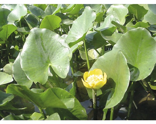 Gelbe Teichrose mit großen Blättern im Teich.