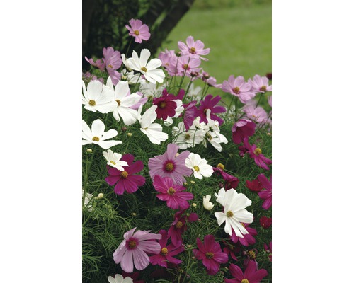 Nahaufnahme einer bunten Gruppe von Schmuckkörbchen im Garten.