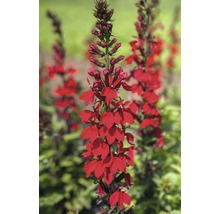 Rote Lobelienblume im Garten