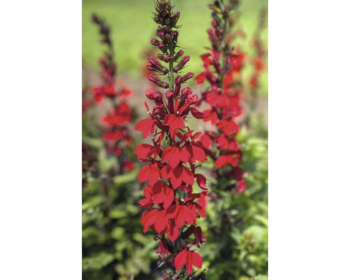 Rote Lobelienblume im Garten