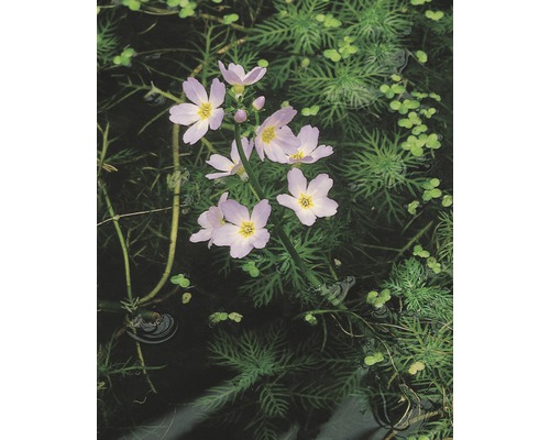Wasserfeder FloraSelf Hottonia palustris H 15-25 cm 18x18 cm Topf