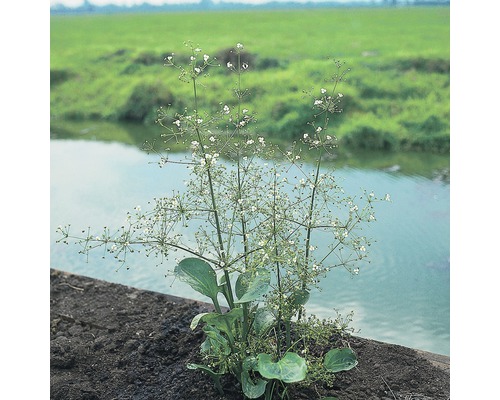 Rundblätriger Froschlöffel FloraSelf Alisma parviflora H 10-80 cm Co 3 L