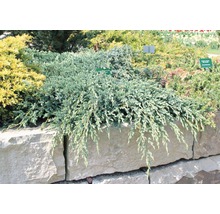 Bodenwacholder FloraSelf Juniperus squamata 'Blue Carpet' H 20-30 cm Co 2 L-thumb-1