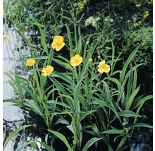 Sumpfdotterblume im Gartenteich
