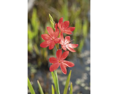 Sumpfspaltgriffel FloraSelf Schizostyllis coccinea 'Major' Ø 18 cm Topf