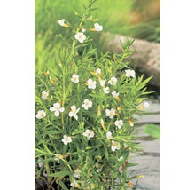 Sumpfglanz Pflanze mit weißen Blüten und grünen Blättern