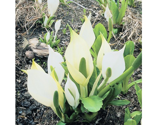 Weiße Scheinkalla FloraSelf Lysichiton camtschatcensis H 10-60 cm Co 3 L