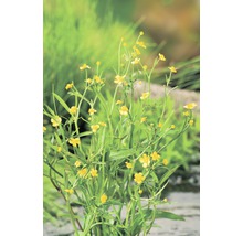 Gelbe Sumpfdotterblume im Garten