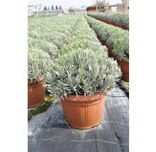 Lavendel im Topf auf einem Feld