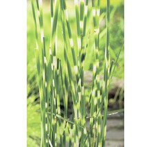 Schachtelhalm mit gestreiften Stängeln im Garten