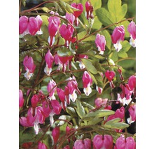 Blutendes Herz blüht mit herzförmigen Blüten