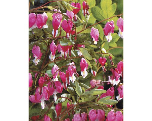 Blutendes Herz blüht mit herzförmigen Blüten