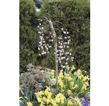 Trauerweide im Garten mit Narzissen und anderen Pflanzen