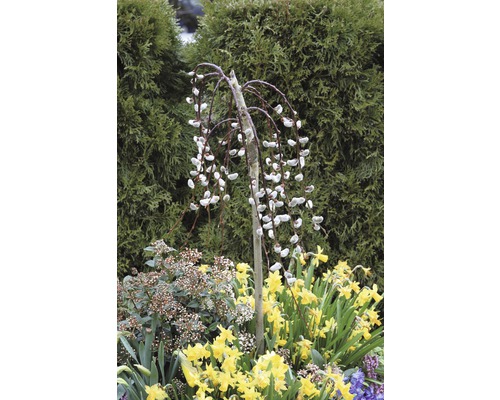 Trauerweide im Garten mit Narzissen und anderen Pflanzen