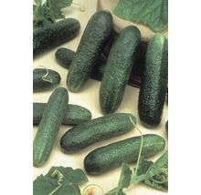 Mehrere frische Salatgurken mit Blättern