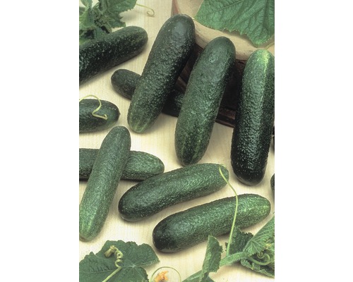 Mehrere frische Salatgurken mit Blättern