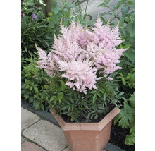 Astilbe in einem Pflanzgefäß