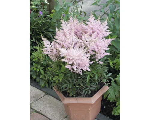 Astilbe in einem Pflanzgefäß
