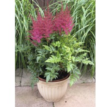 Astilben im Topf mit grünen Blättern und rosa Blüten