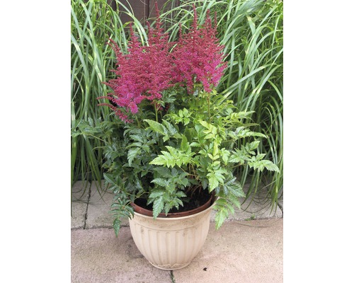 Astilben im Topf mit grünen Blättern und rosa Blüten