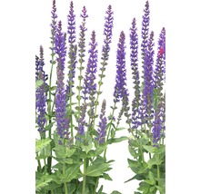 Blühende Salbeipflanze im Garten