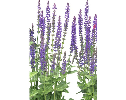 Blühende Salbeipflanze im Garten