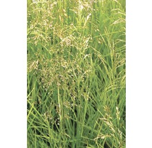 Rasen Schmiele FloraSelf Deschampsia cespitosa H 10-40 cm T 14 cm-thumb-0