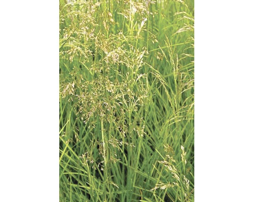 Rasen Schmiele FloraSelf Deschampsia cespitosa H 10-40 cm T 14 cm-0