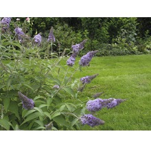 Schmetterlingsflieder im Garten