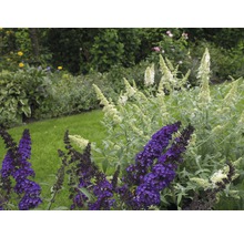 Blick auf einen Garten mit Schmetterlingsflieder in verschiedenen Sorten
