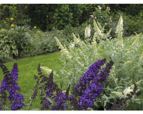 Blick auf einen Garten mit Schmetterlingsflieder in verschiedenen Sorten