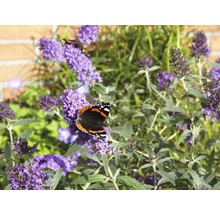 Schmetterling auf Sommerflieder im Garten